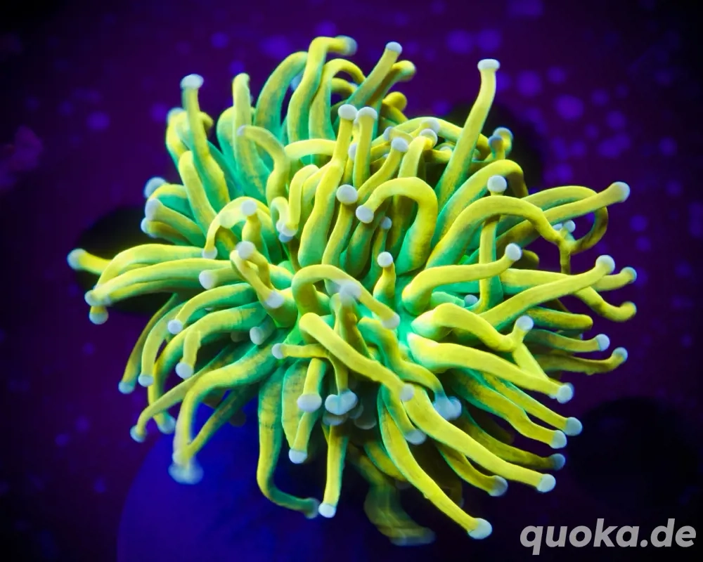 Nachzucht Banana Torch Euphyllia LPS Korallen Meerwasser Ableger