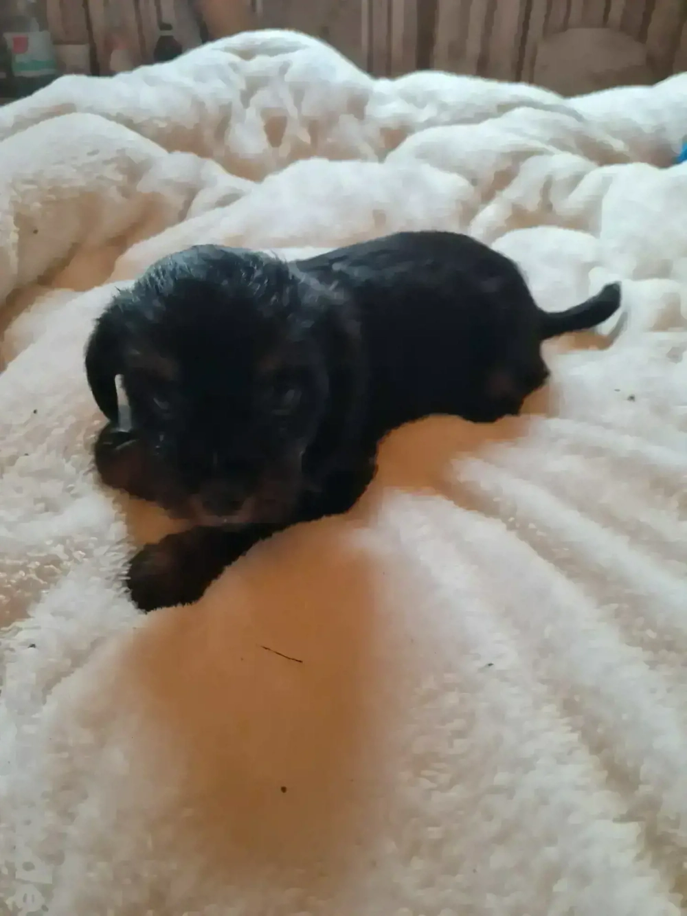 jackrussel yorkshire terrier welpen 