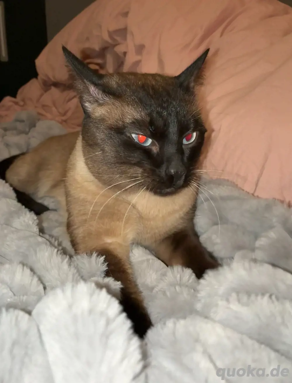 Siamkater Deckkater 150 Stolberg