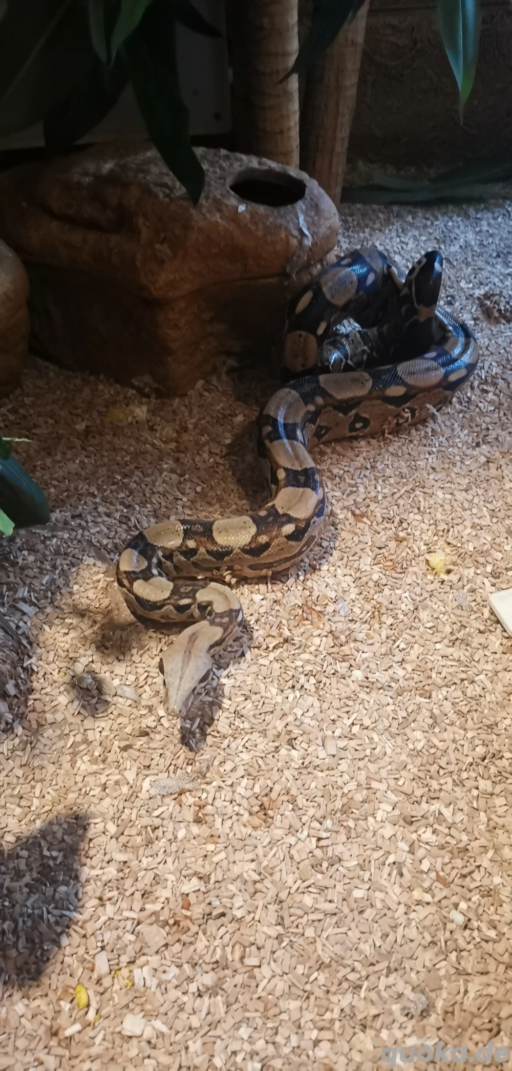 Boa constrictor imperator