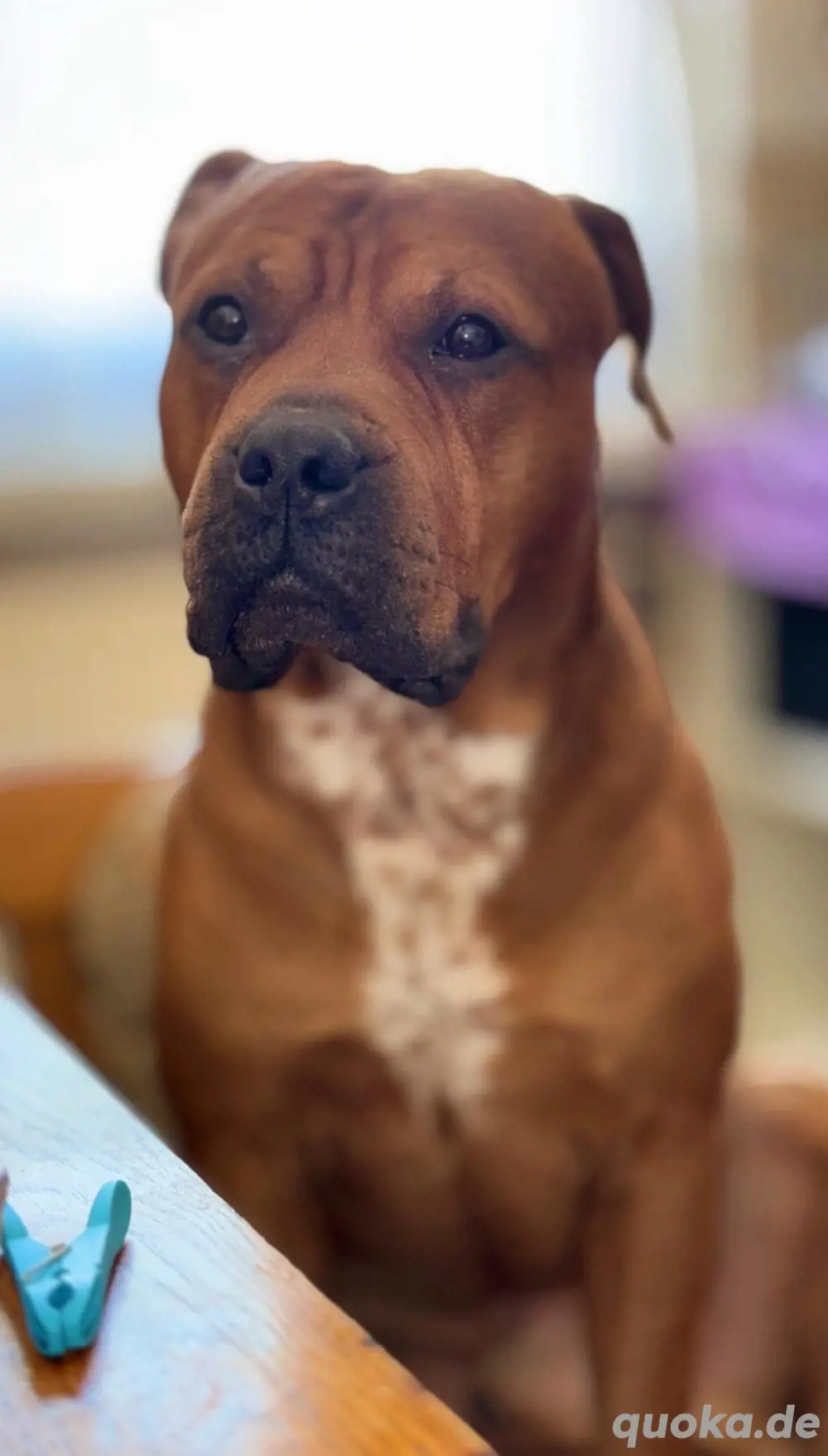 Balu sucht sein forever home