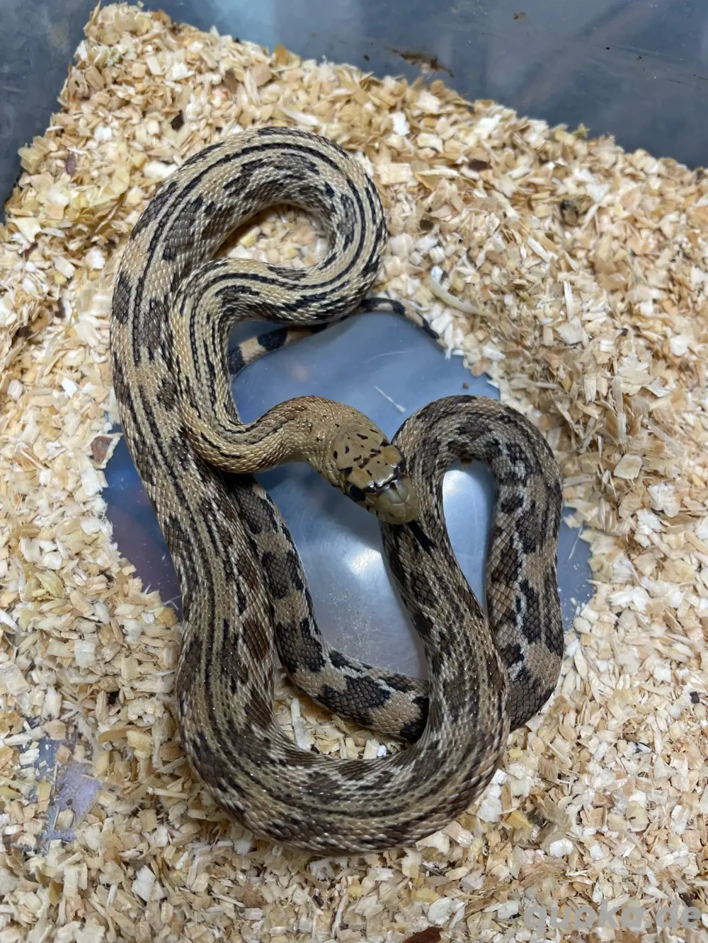 Kiefernnatter Pituophis deppei jani