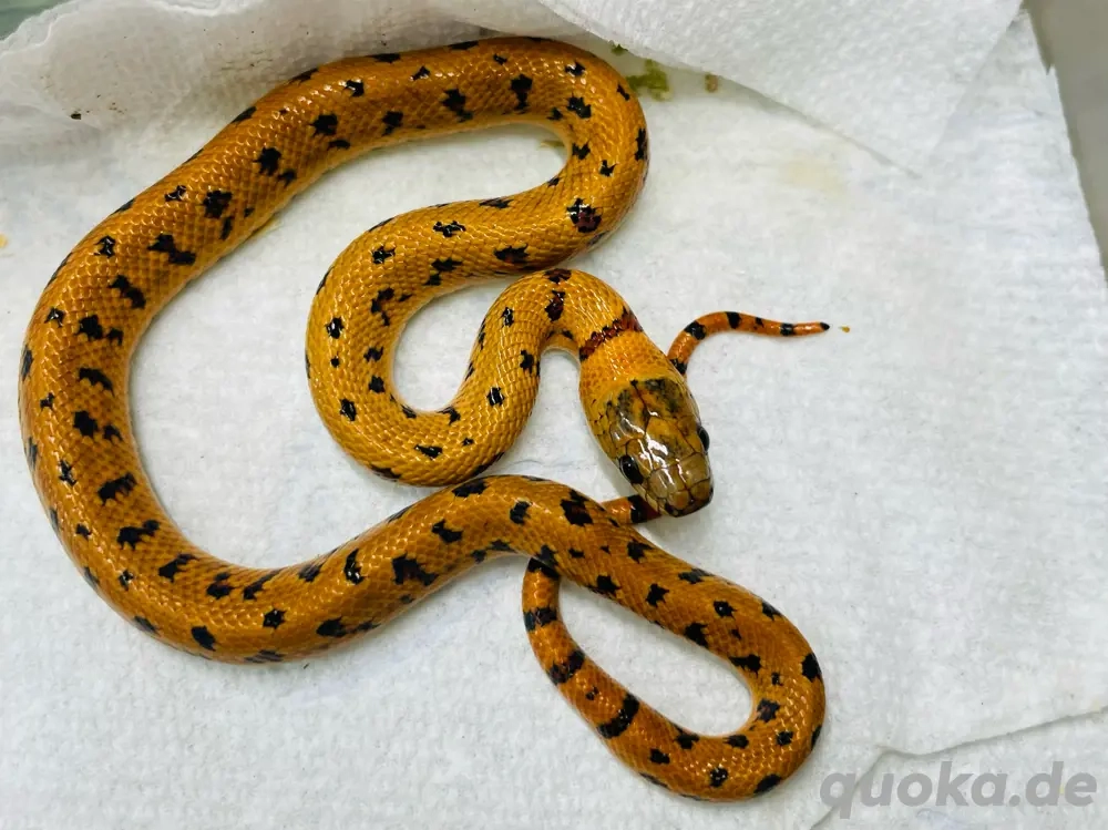 Lampropeltis triangulum leonis