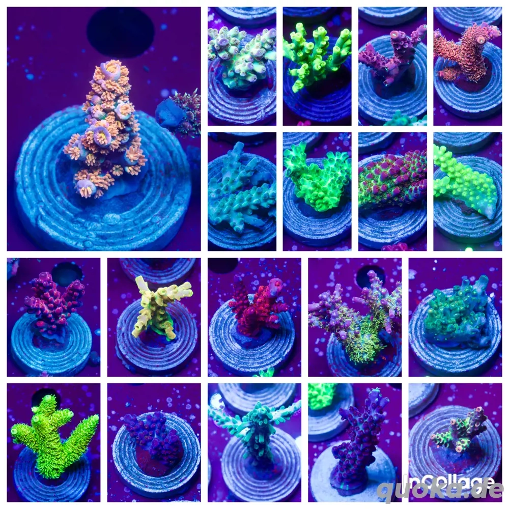 Acropora Frag Paket Korallen Meerwasser Acro Sps 