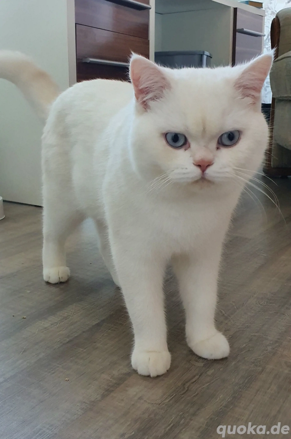 BKH Deckkater weiß mit blauen Augen 