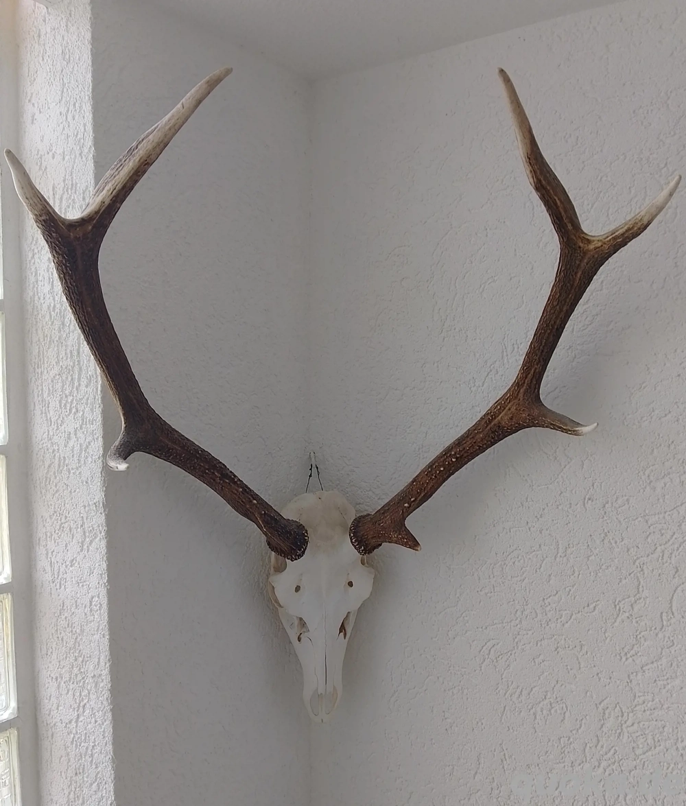 Hirschgeweih und einige Rehgeweihe
