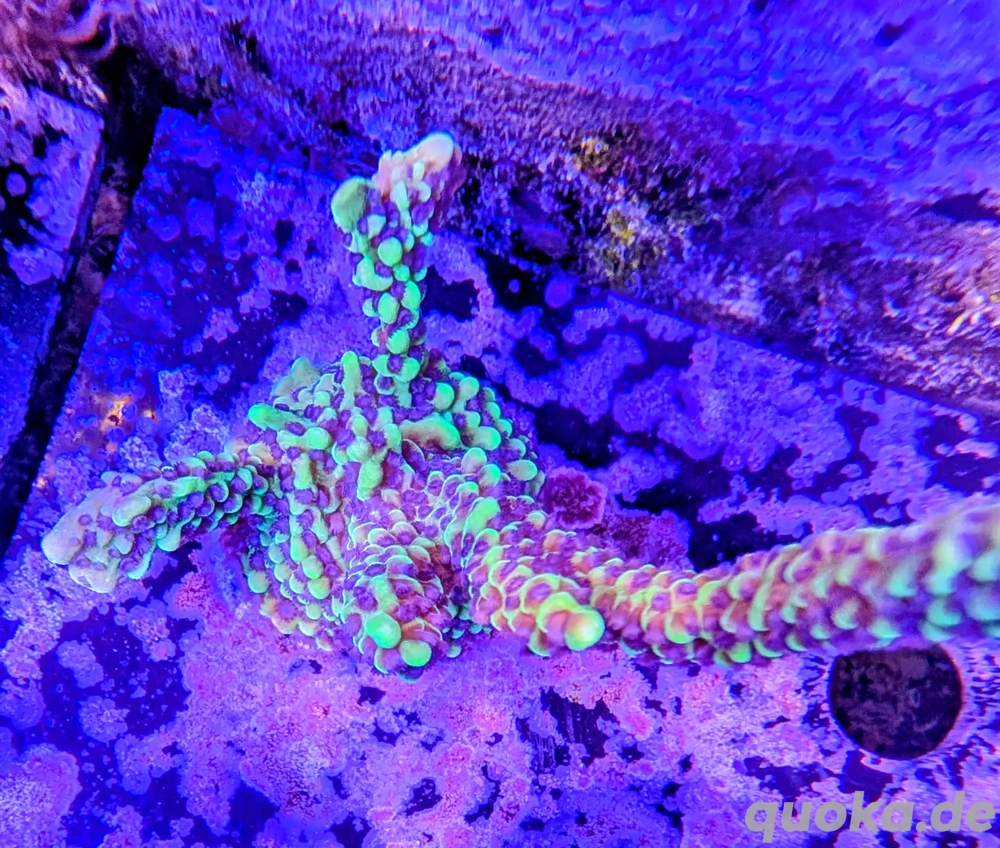 Montipora Capitata Koralle Meerwasser Salzwasser Aquarium 