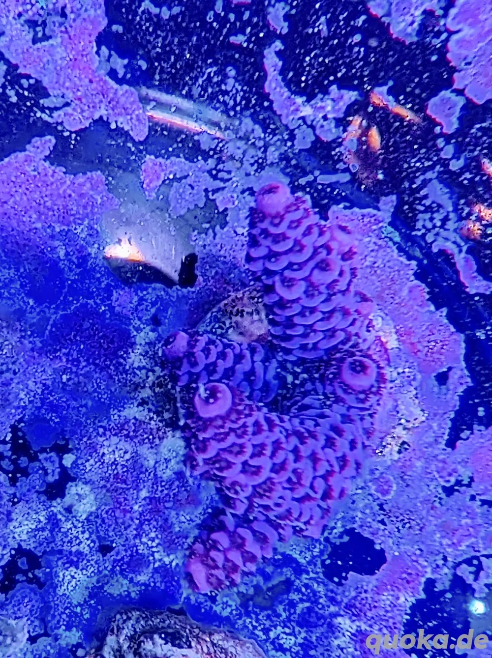 Koralle Acropora Millepora Red Velvet Meerwasser Salzwasser Aquarium 