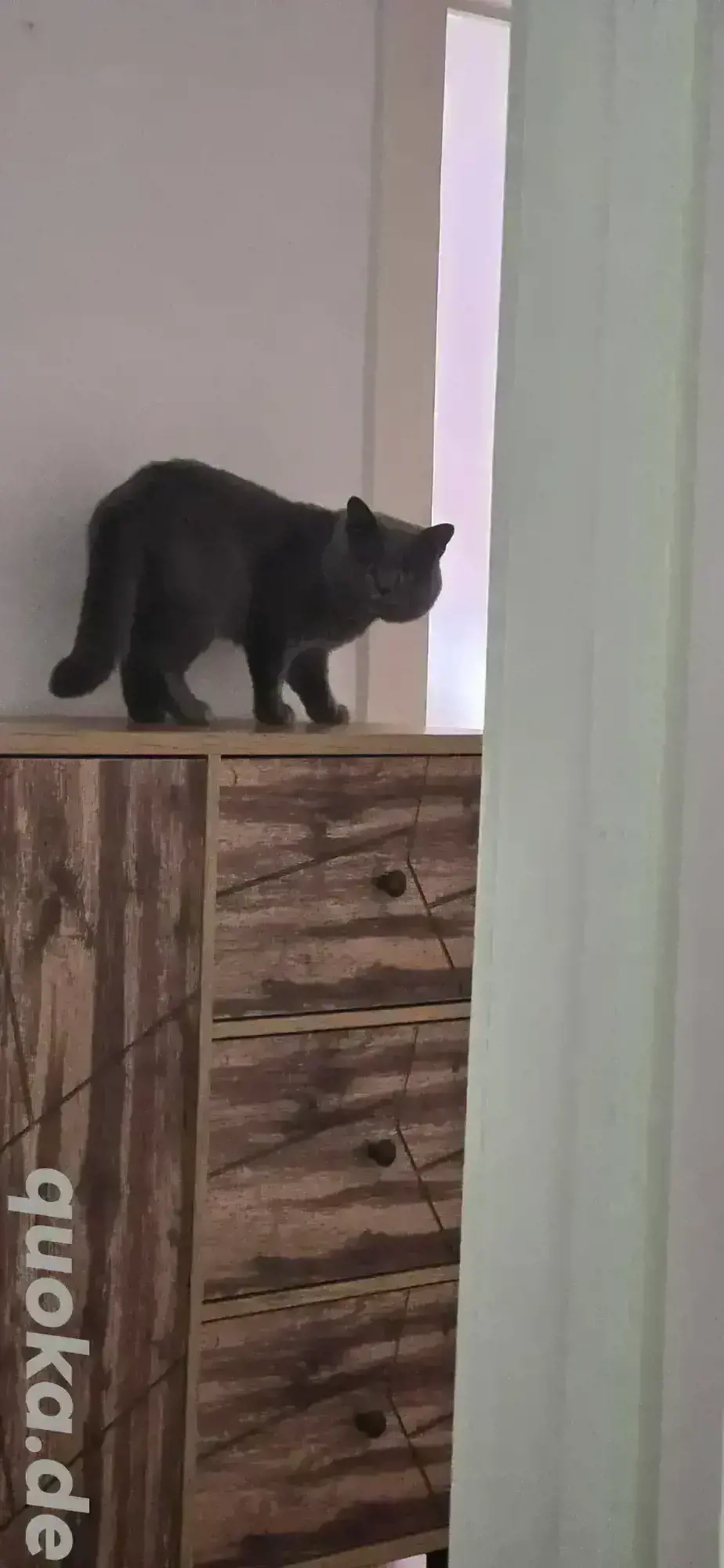 BKH - Deckkater (steht nicht zum Verkauf