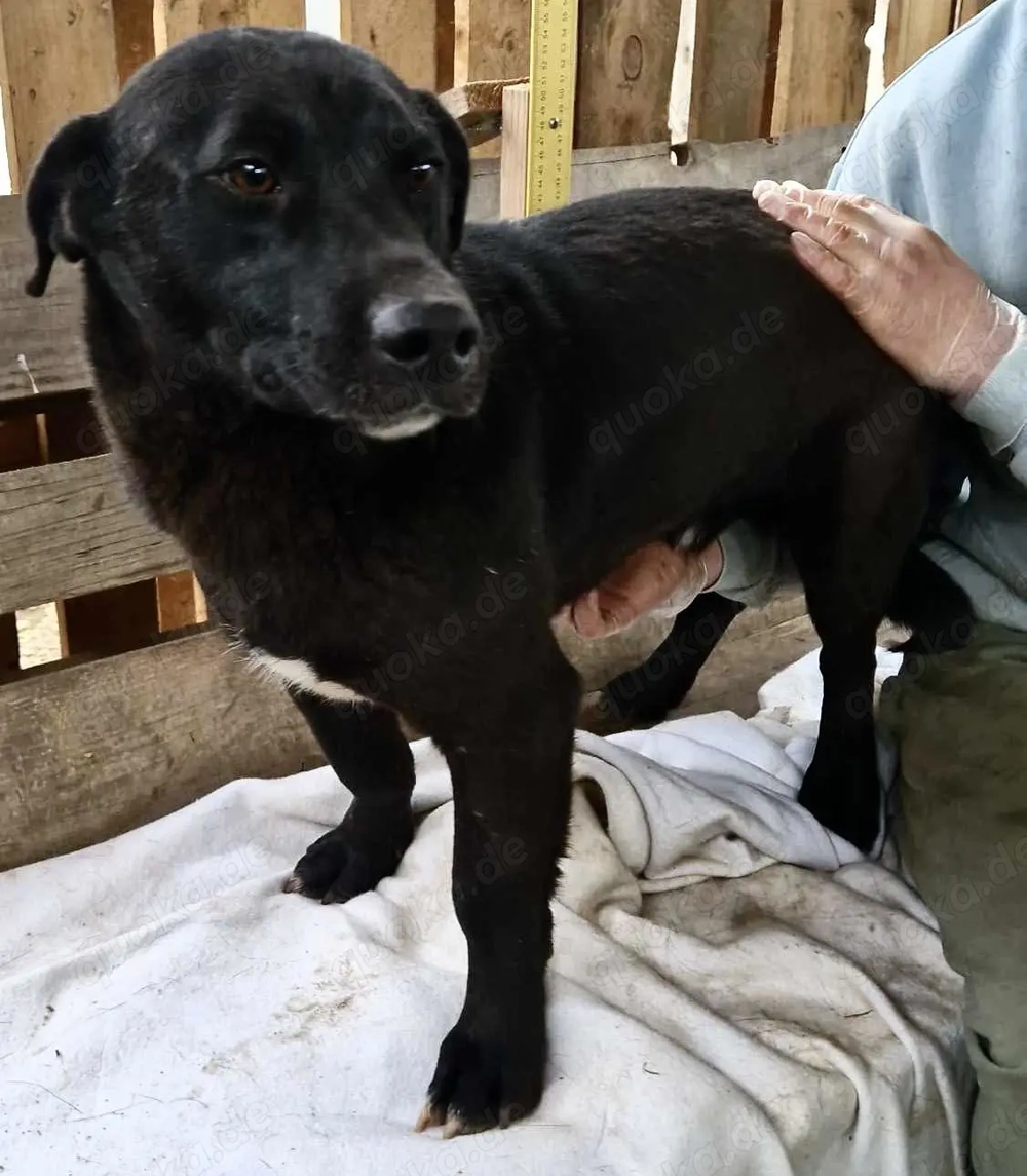 Vorsichtiger, neugieriger Rüde Nestor