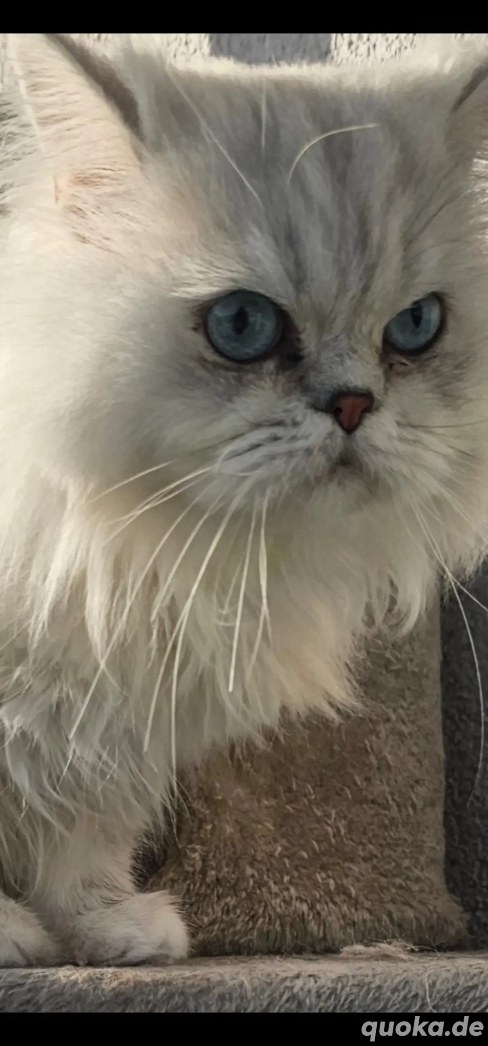 Perser Chinchilla Reinrassig Deckkater 