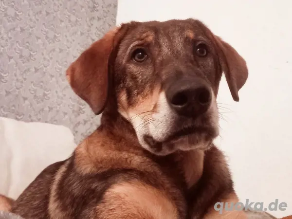 Charlie - großer Herzensbrecher