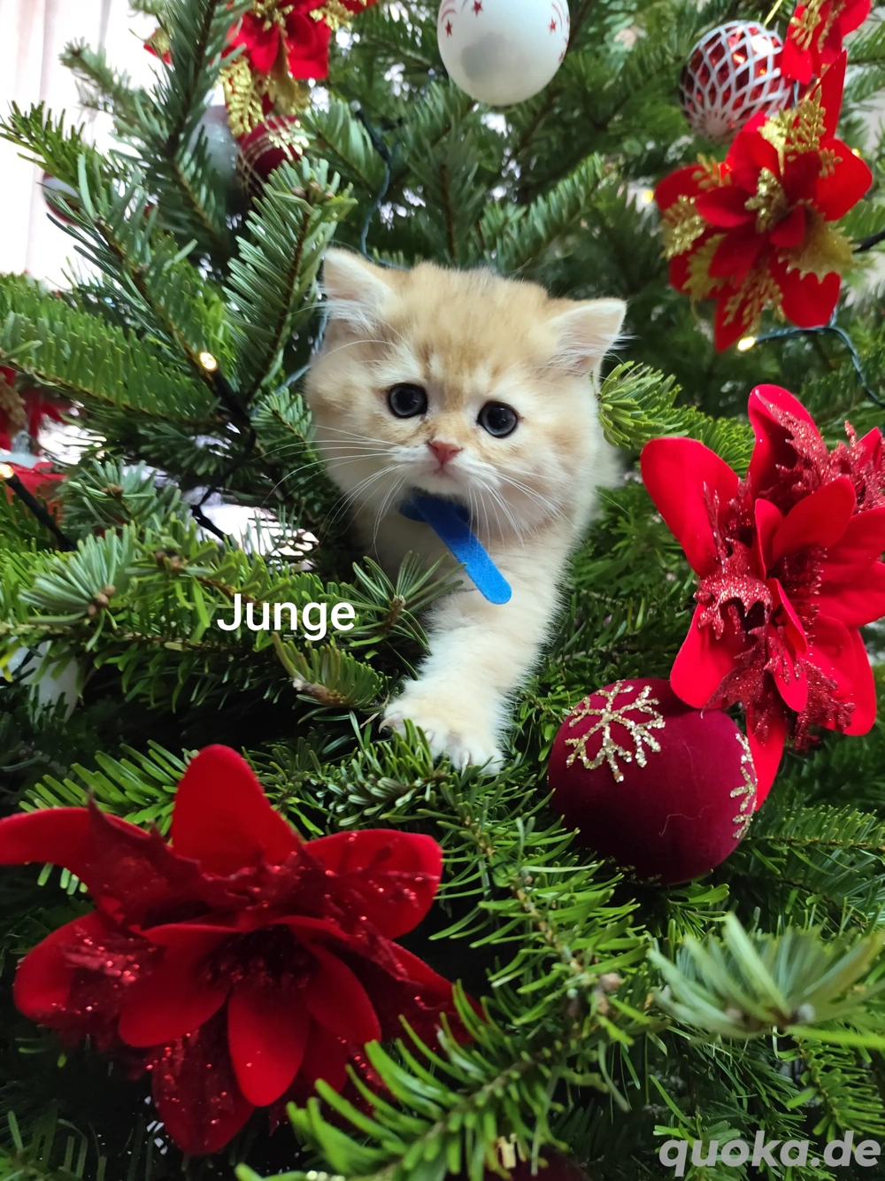 Wunderschöne BKH- Kitten 