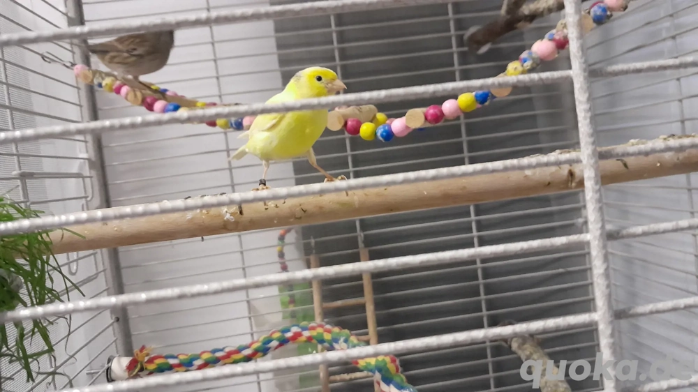 2 Kanarienvögel, weiblich abzugeben 