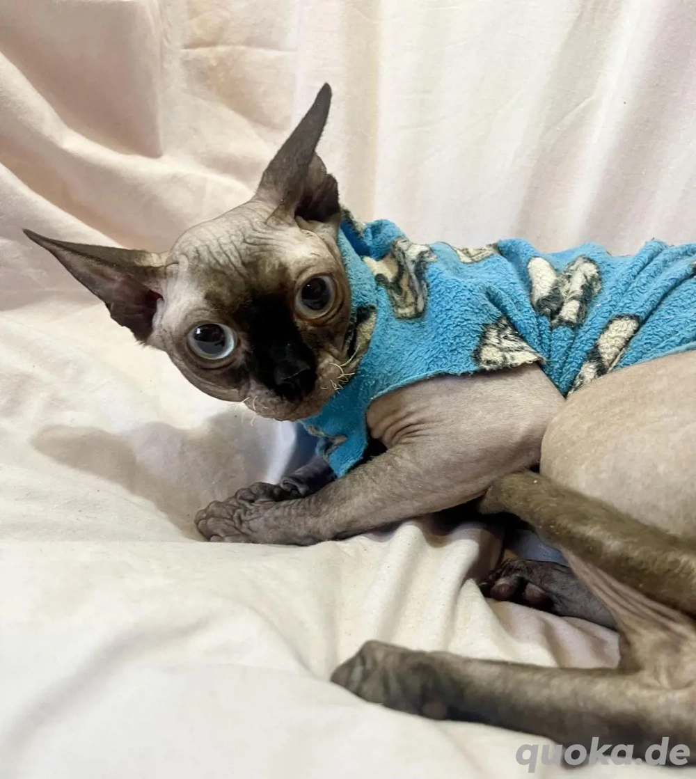 Canadian Sphynx Kater