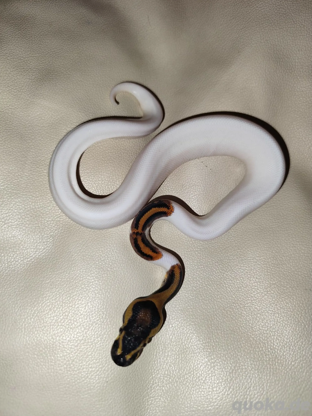 Königspython Piebald 