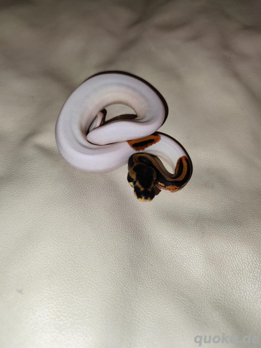 Königspython Piebald NZ 2025