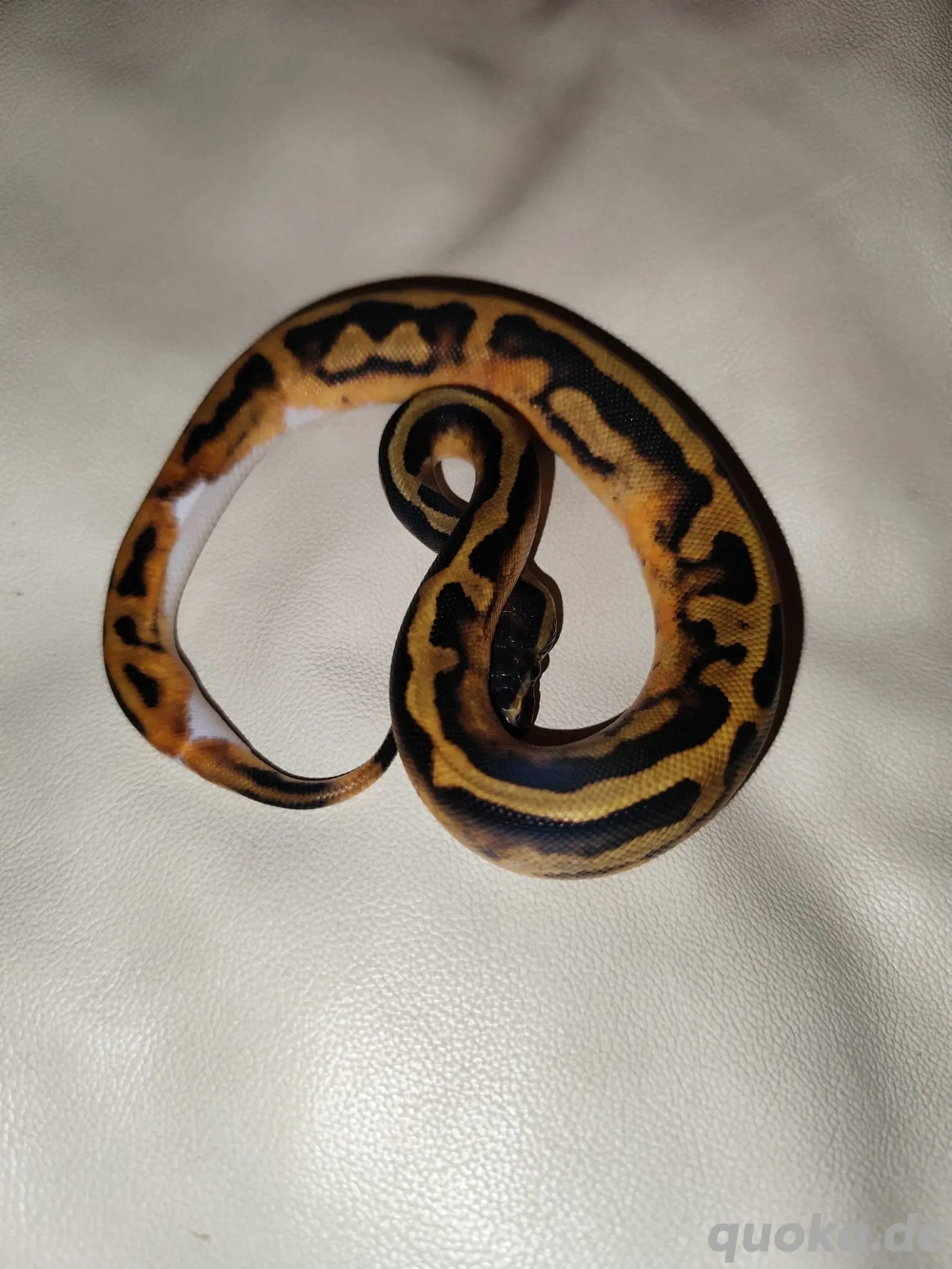 Königspython Piebald NZ 2025