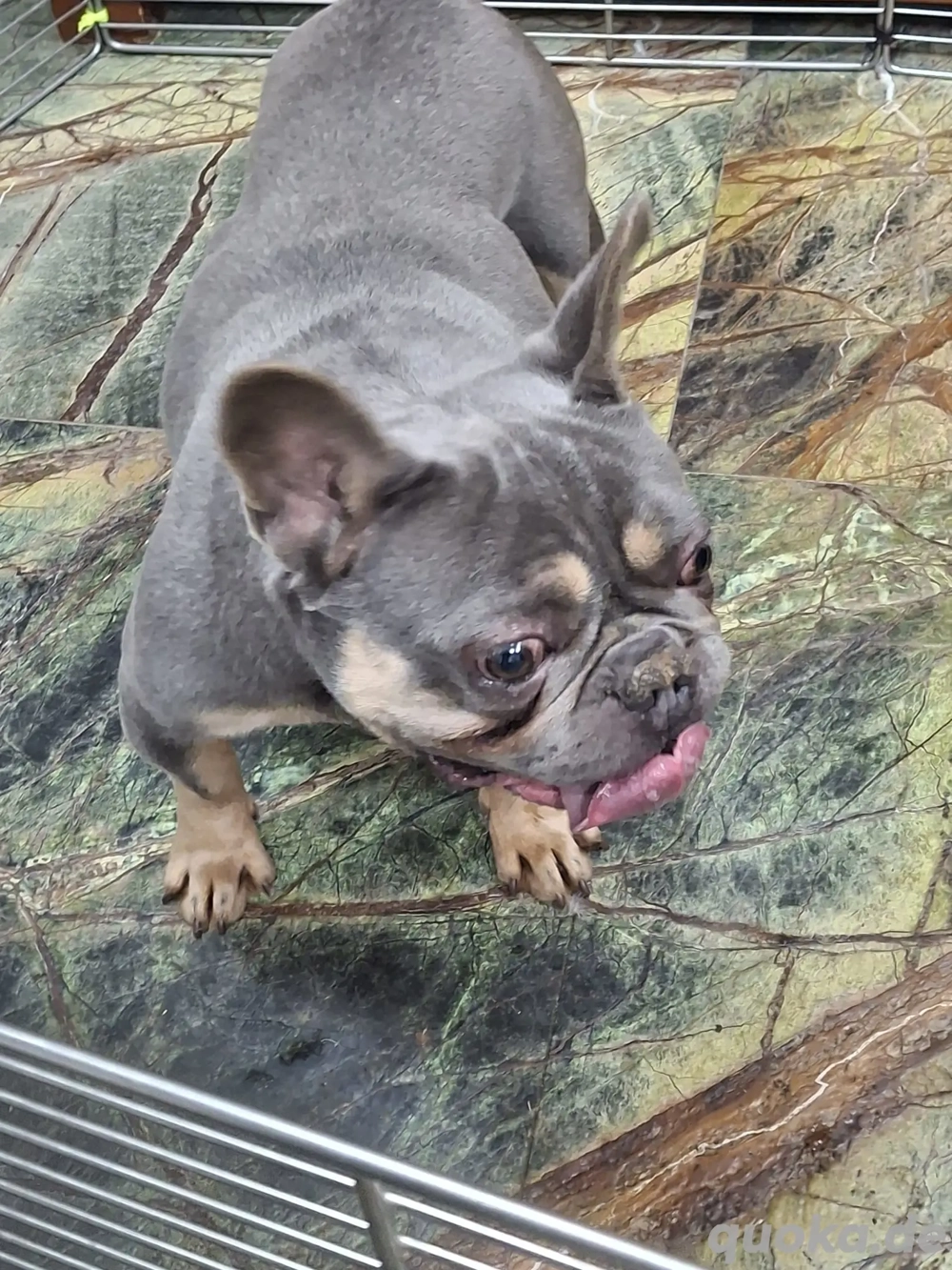 Brendon sucht sein Zuhauase