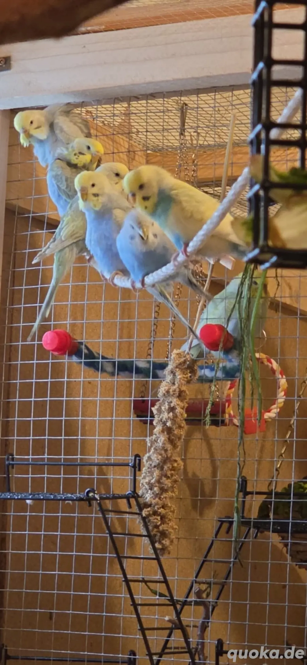 Junge Wellensittiche 