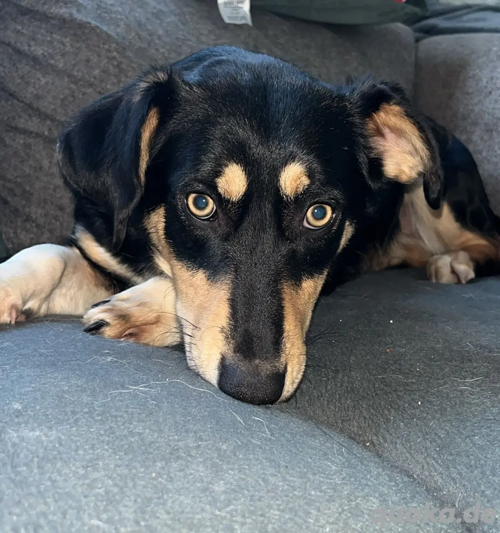 Fröhliches Hundemädchen Juna sucht ihre Menschen