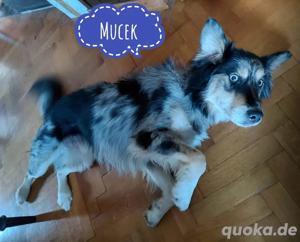 Mucek, bildhübscher Border Collie (Mix?)