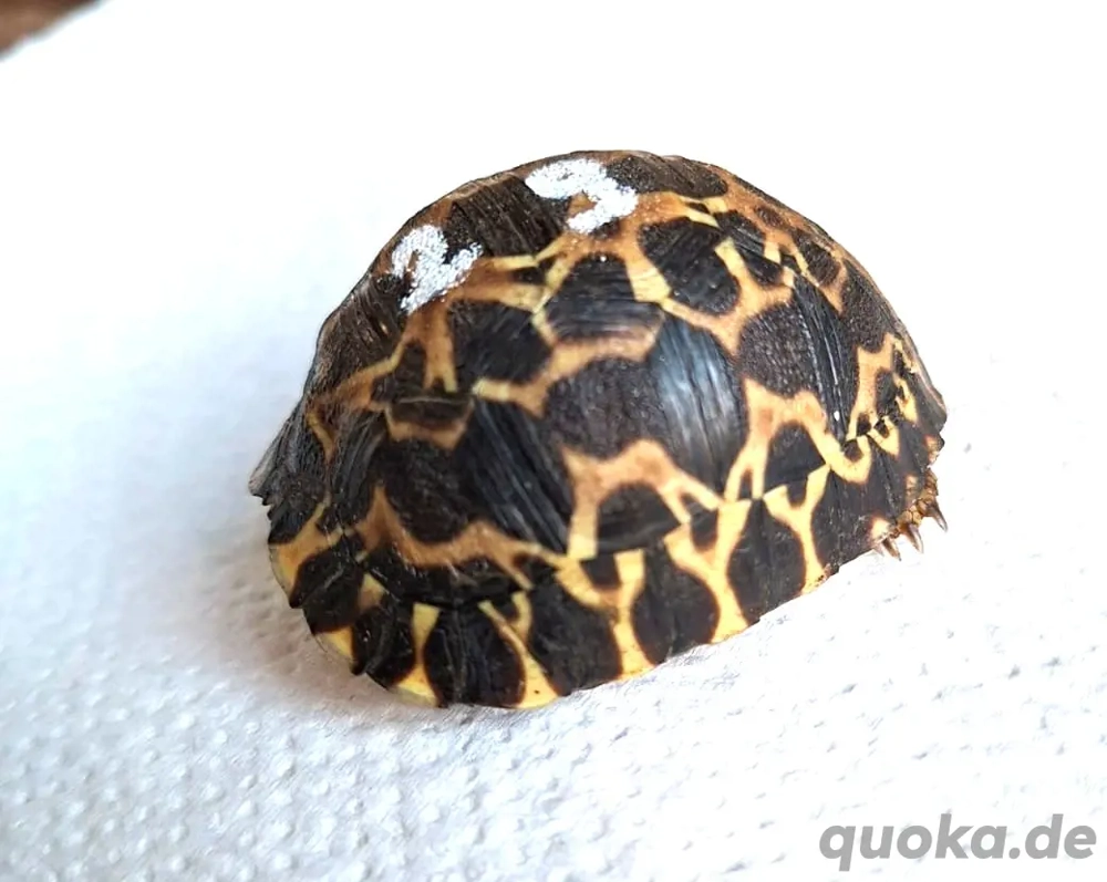 Verkaufe junge Strahlenschildkröten ( astrochelys radiata ) 1-3 jährig