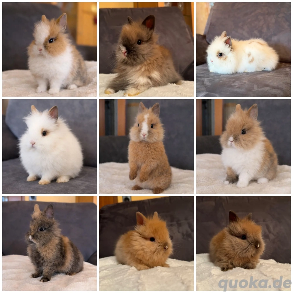 Teddyzwergkaninchen Kinder