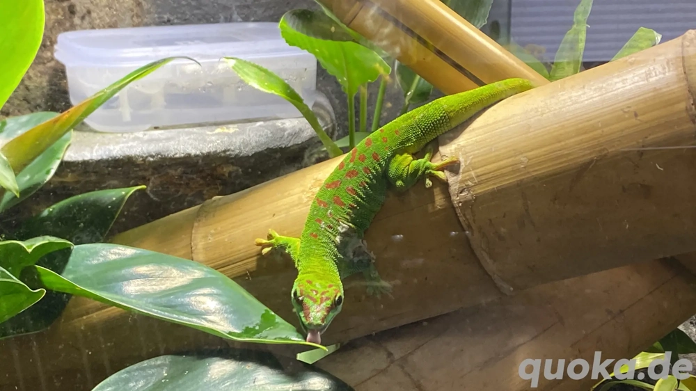 Phelsuma grandis 1.1 Paar abzugeben