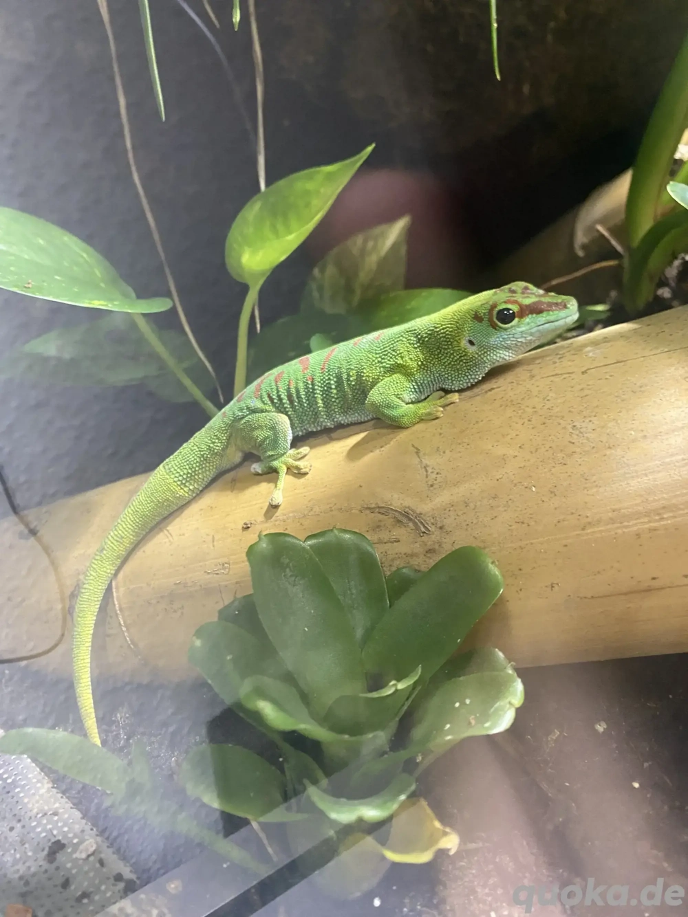 Phelsuma grandis   1.1 Paar abzugeben