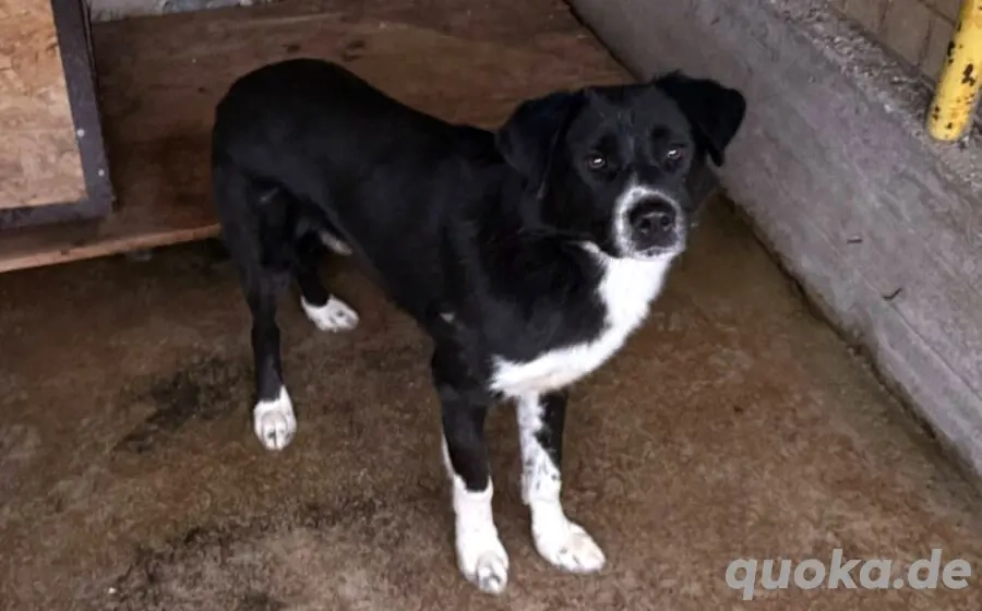 Kuro - sucht sein Zuhause zum Ankommen