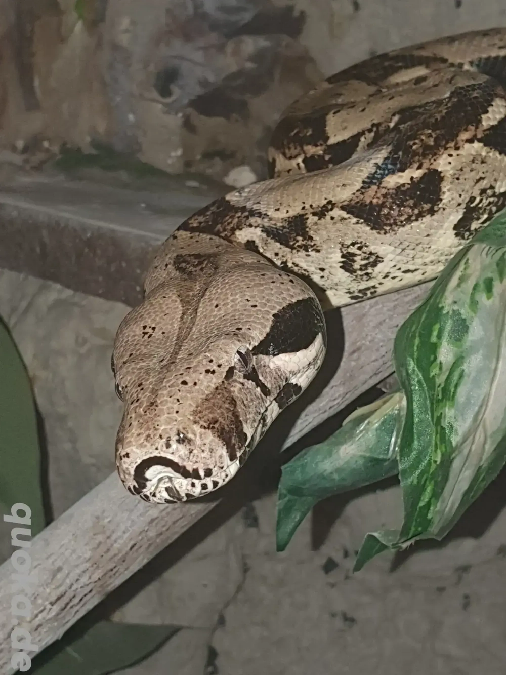 Boa constrictor Imperator 0.1