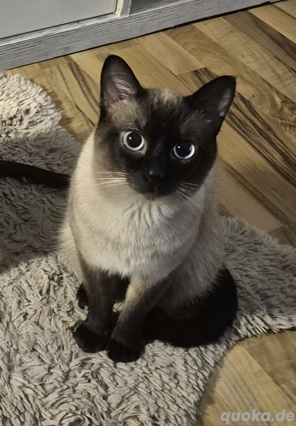 Siam Deckkater