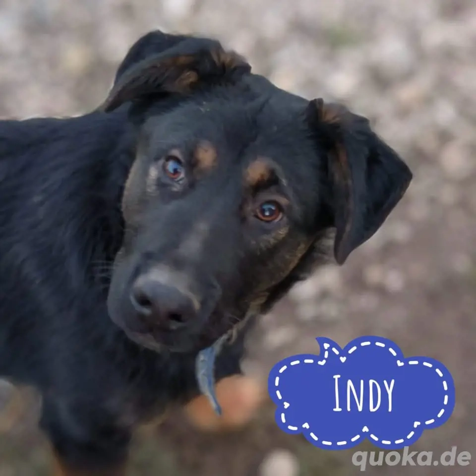 Indy, junger Schäferhund Mischling