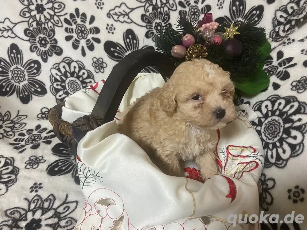 Maltipoo Welpen 