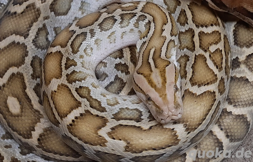Tigerpython P.molurus bivitatus 0,1 Weibchen Schlange Terrarium 