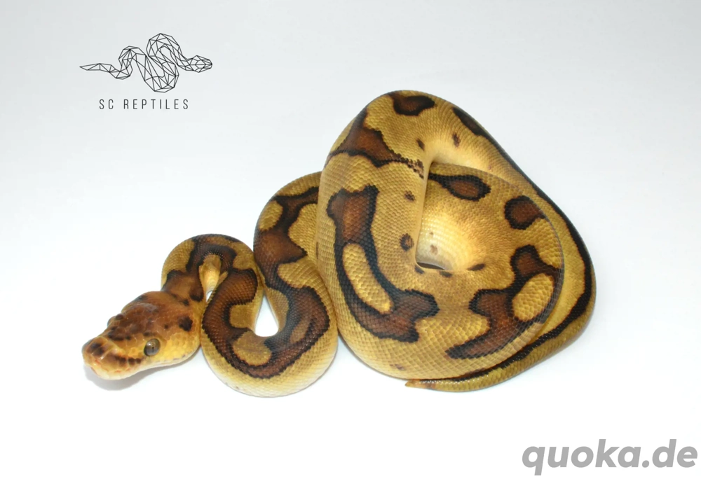 1.0 Enchi Genetic stripe Clown, Königspython 