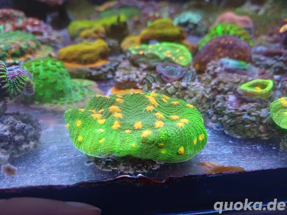 Chalice Spave Invader