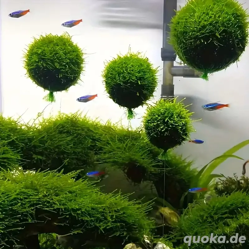 Schwimmende Moosbälle- kugeln zum Bepflanzen