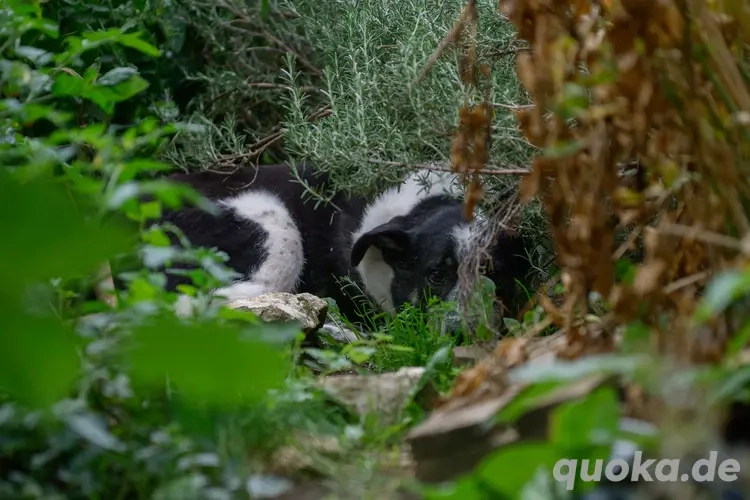 Joshua sucht ein Zuhause