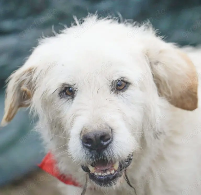 ZEUS, verspielt, freundlich, total anhänglich