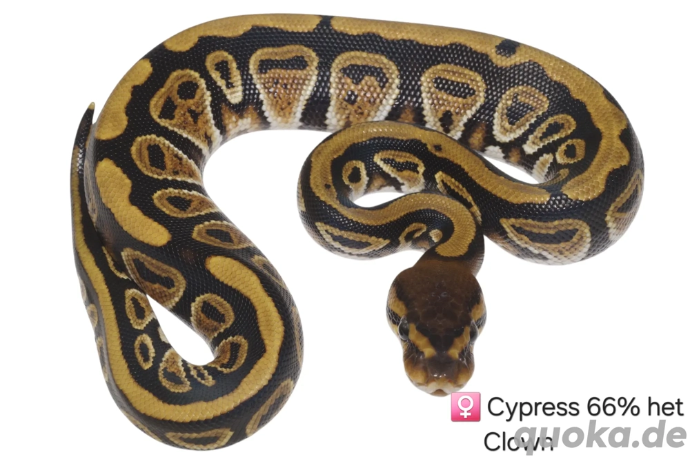 0.1 Cypress 66% het Clown Königspython, Python Regius 