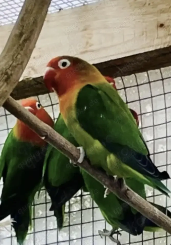 1 Agapronide