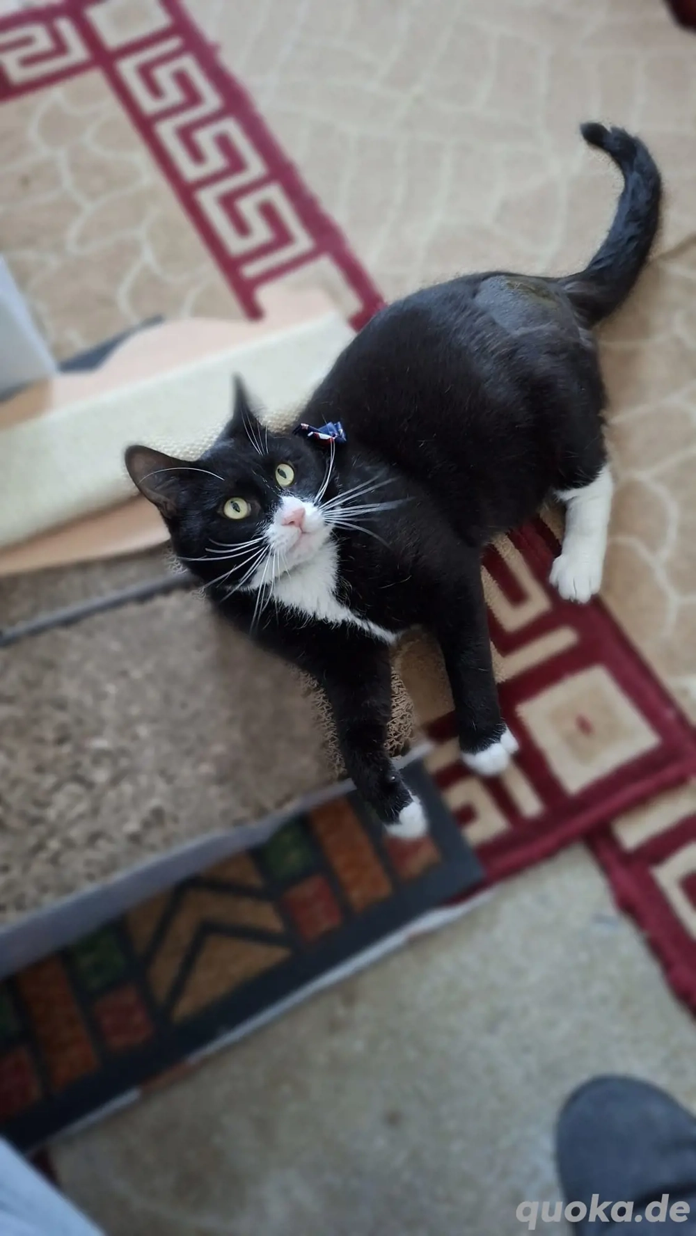 Batman - tapferer Schatz sucht liebevolles Zuhause