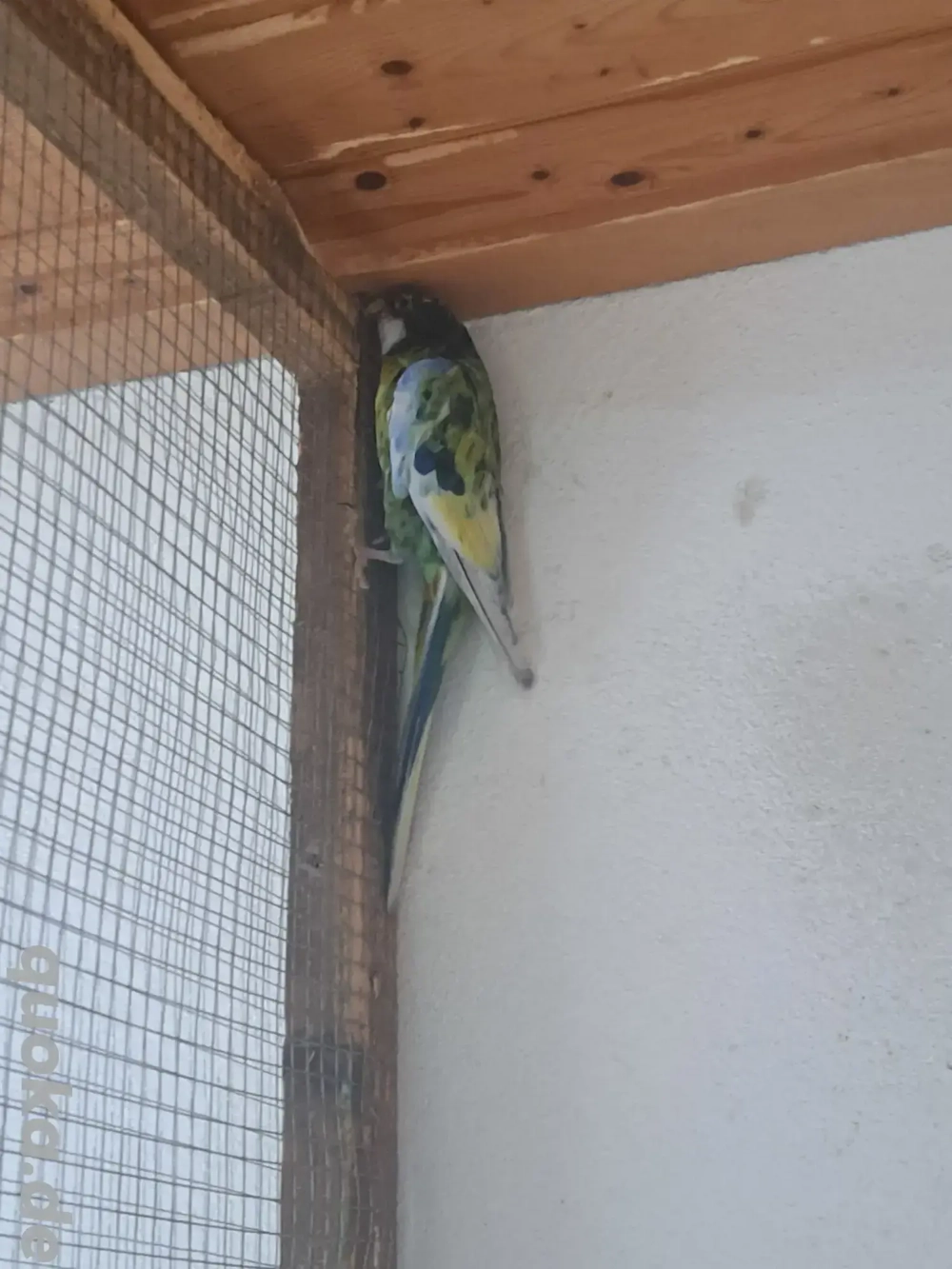 Gebe 1.ZP Rosellasittche in Weißflügelschecken 