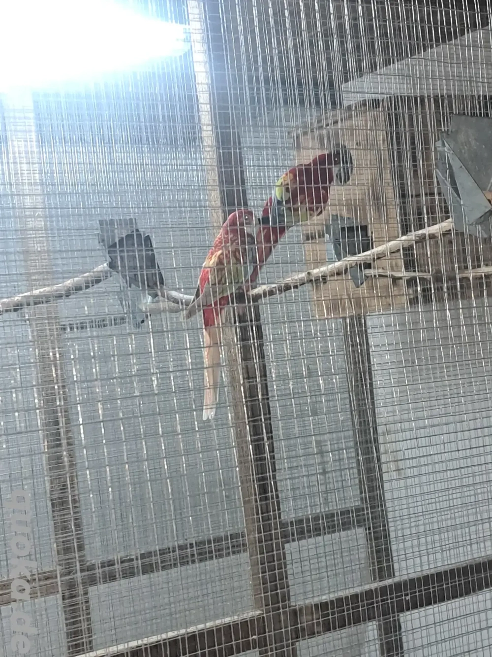 Gebe 1.ZP Rosellasittche in Opalin Goldengold 