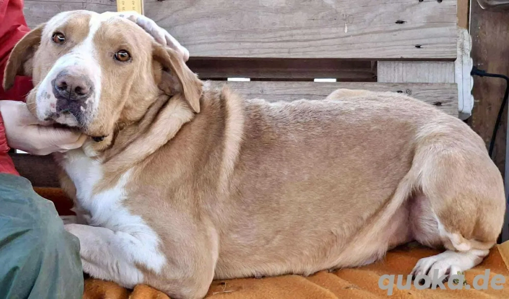 Sanfter Senior Amigo sucht Altersplätzchen