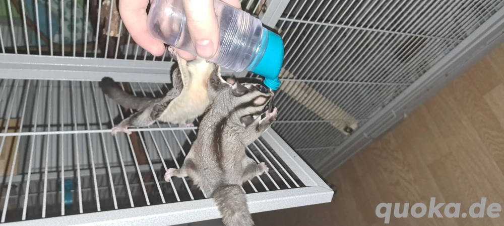 Flughörnchen wird Verkauft 