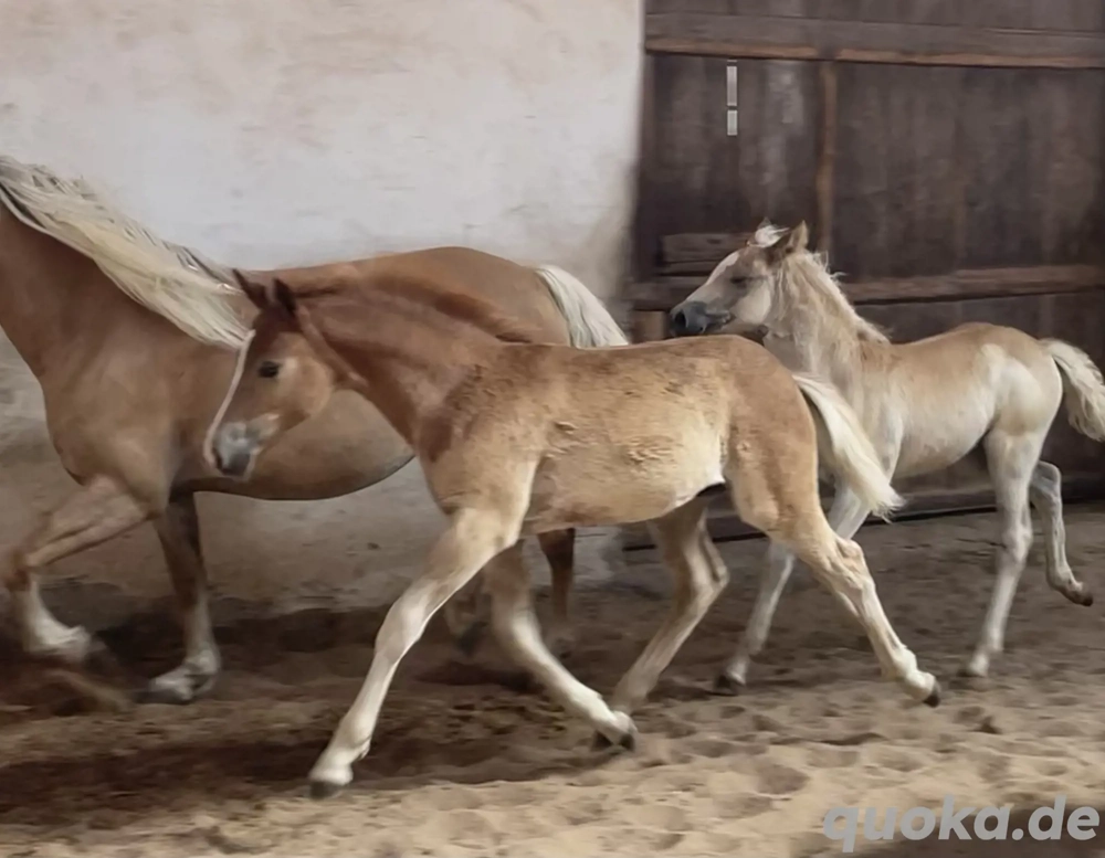 Edelbluthaflinger Haflinger Hengstfohlen 