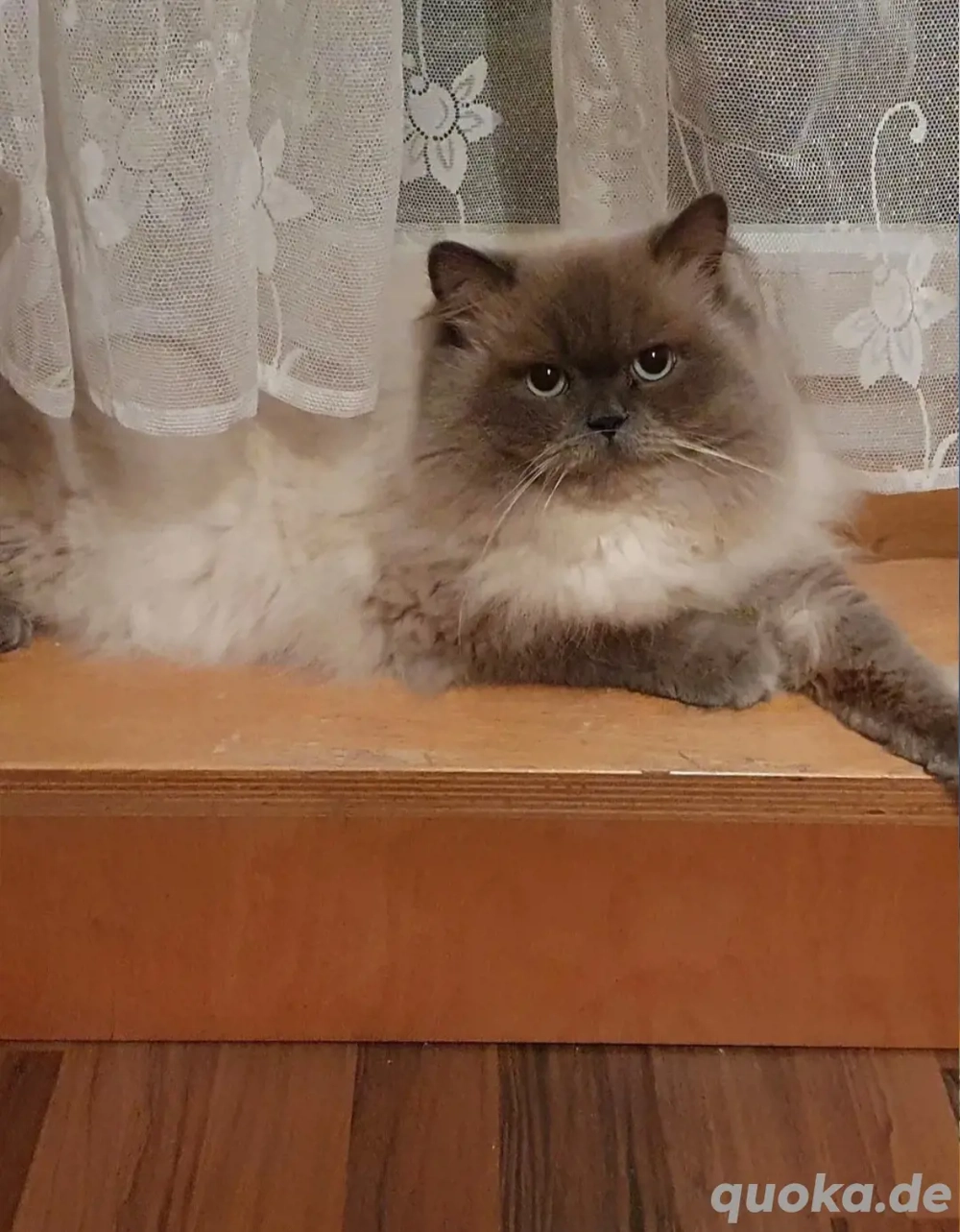 Perser Deckkater freut sich über Damenbesuch 